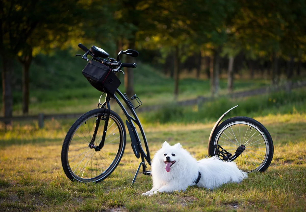 chien