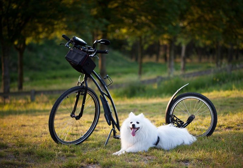 chien