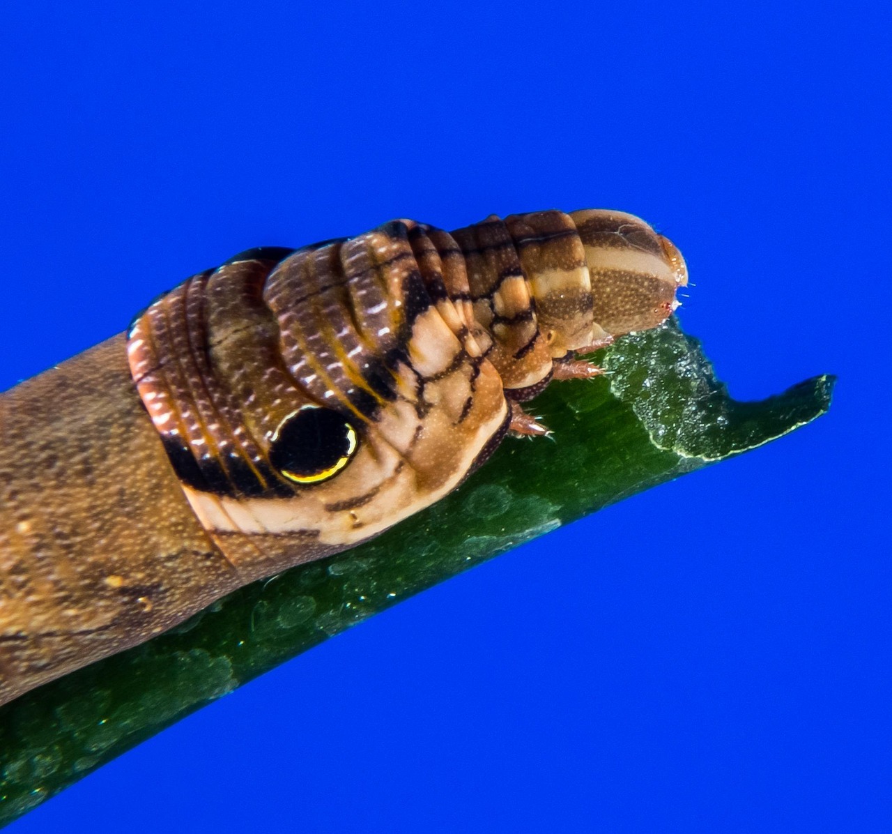 Comment innover durablement pour un leadership entrepreneurial fort ? g8f5b2da69e2bd996cc592d546f8f6259cc60c22d08521b651f44bfbb0eeb2c27cd62e803b6191d836ea3c310f827af6c 1280